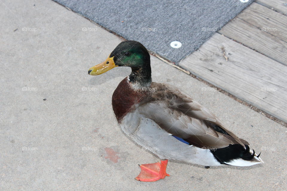 Mallard Duck 