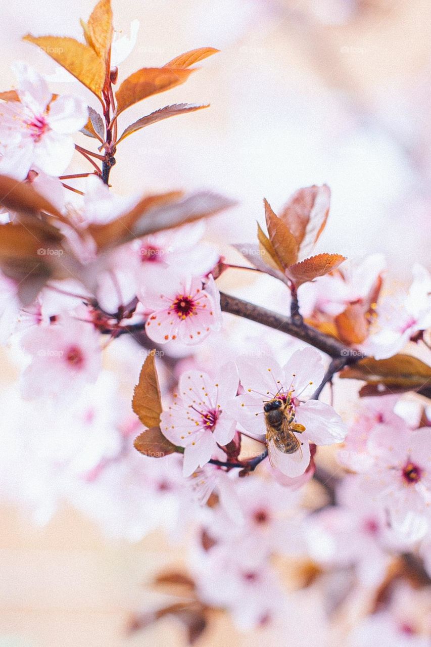 Color spring cherry flowers 