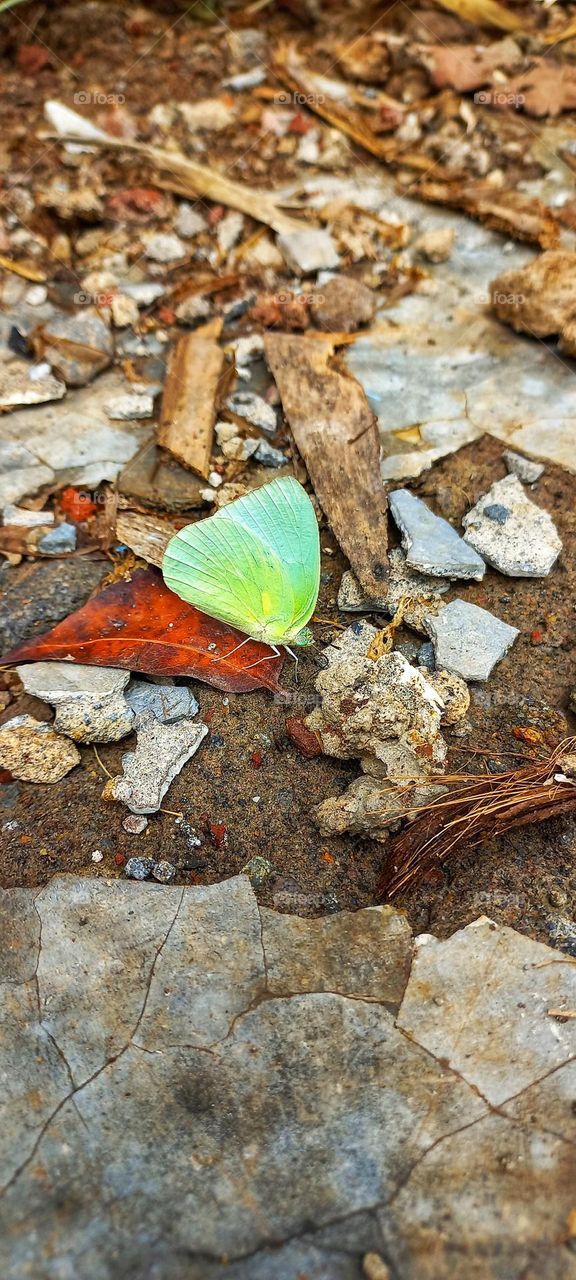 Yellow butterflies landed on the damaged terrace