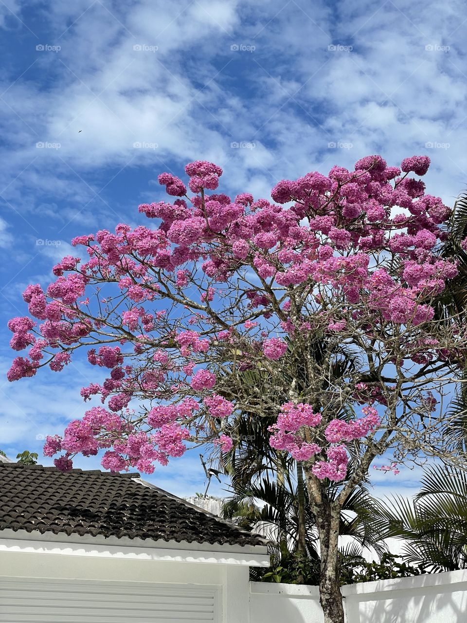 Ipê Rosa