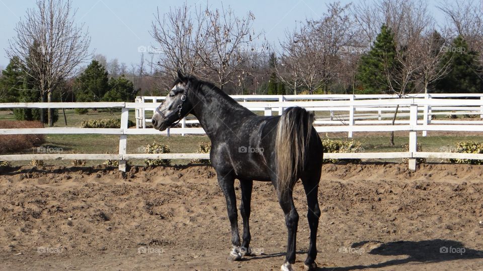 Horse on a farm