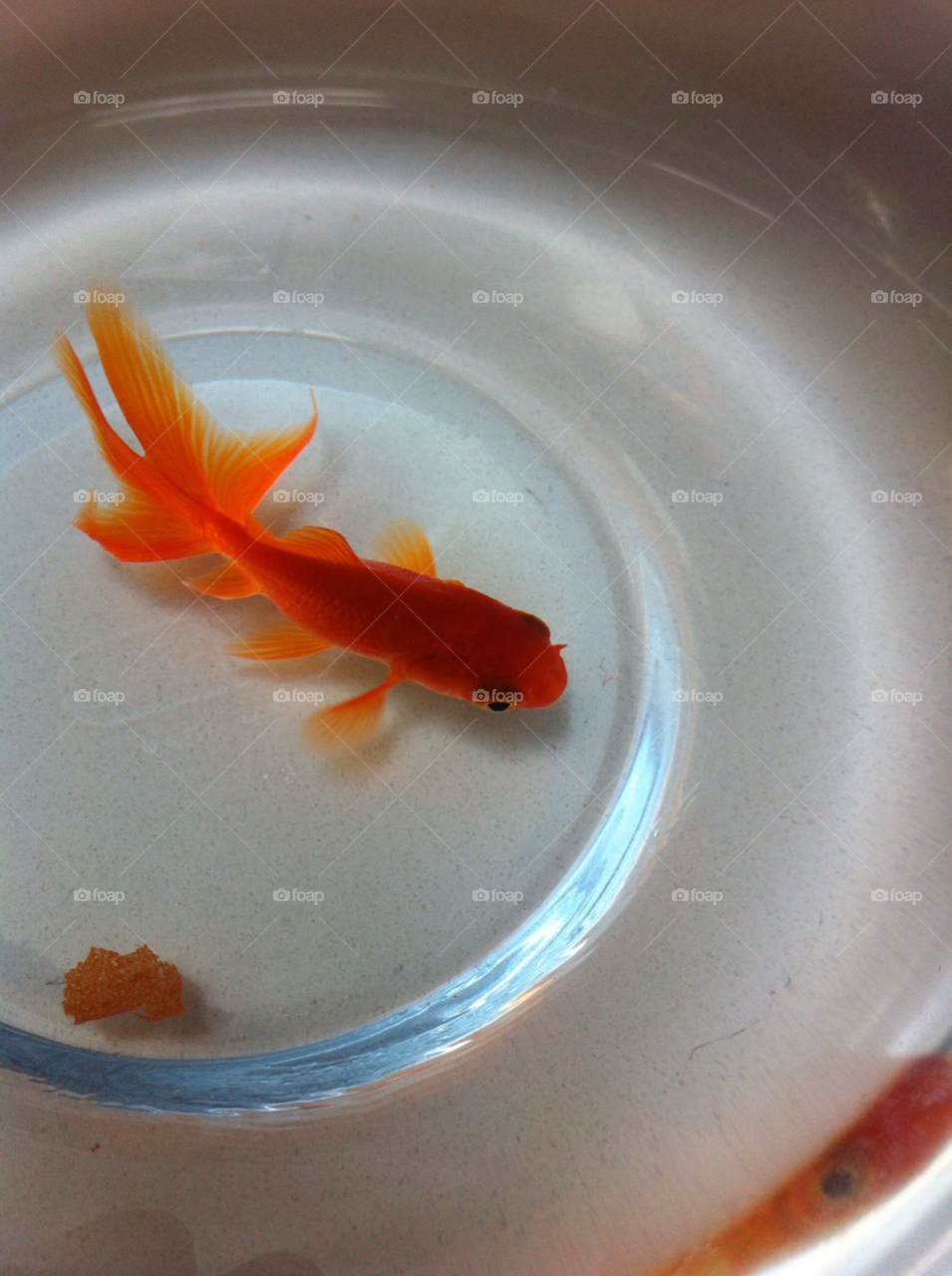 canberra water bowl swimming by splicanka