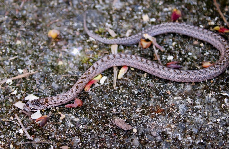 A southern smooth snake 