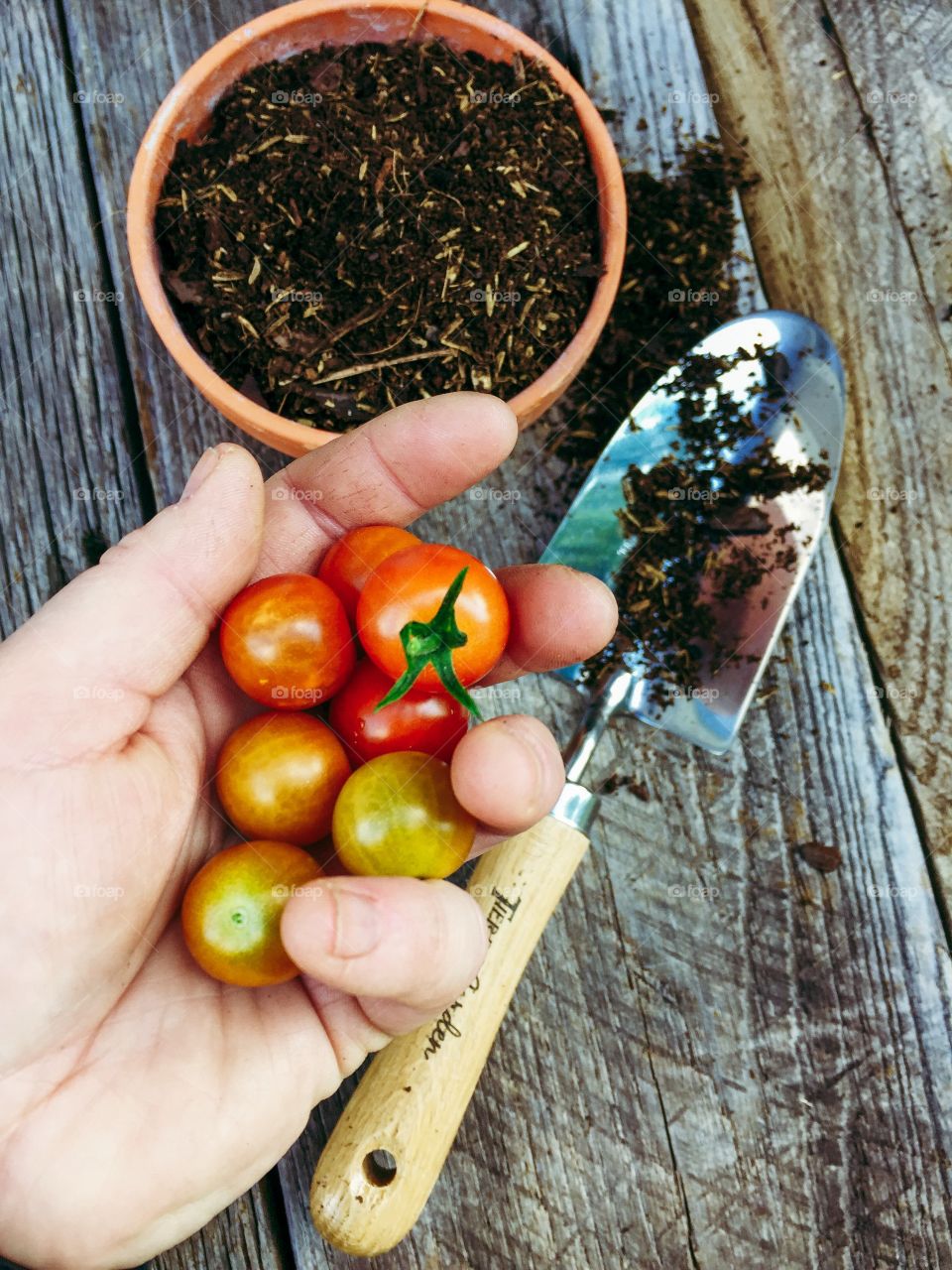 Vine ripe cherry tomatoes picked from my deck garden