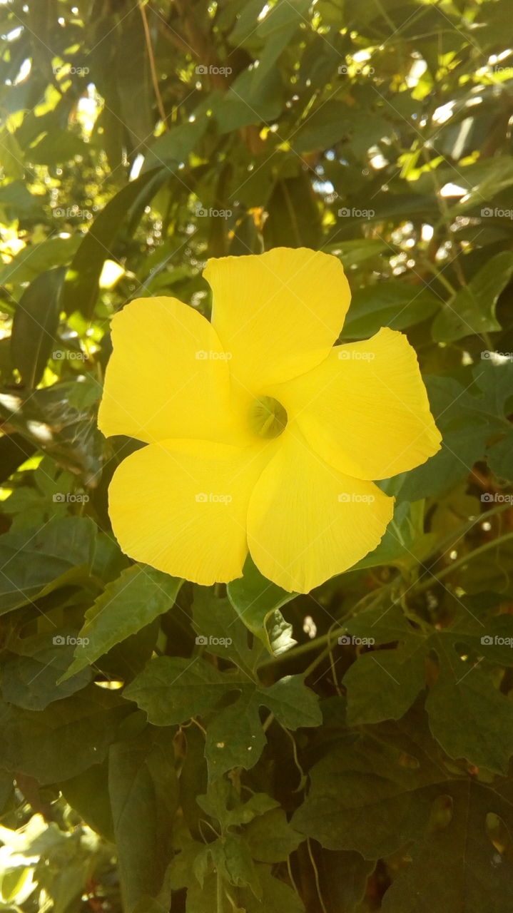 The yellow flower