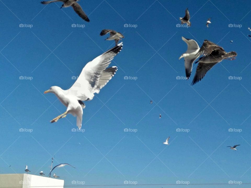 Beautiful flying seagulls cross the sky at essaouira city in Morocco