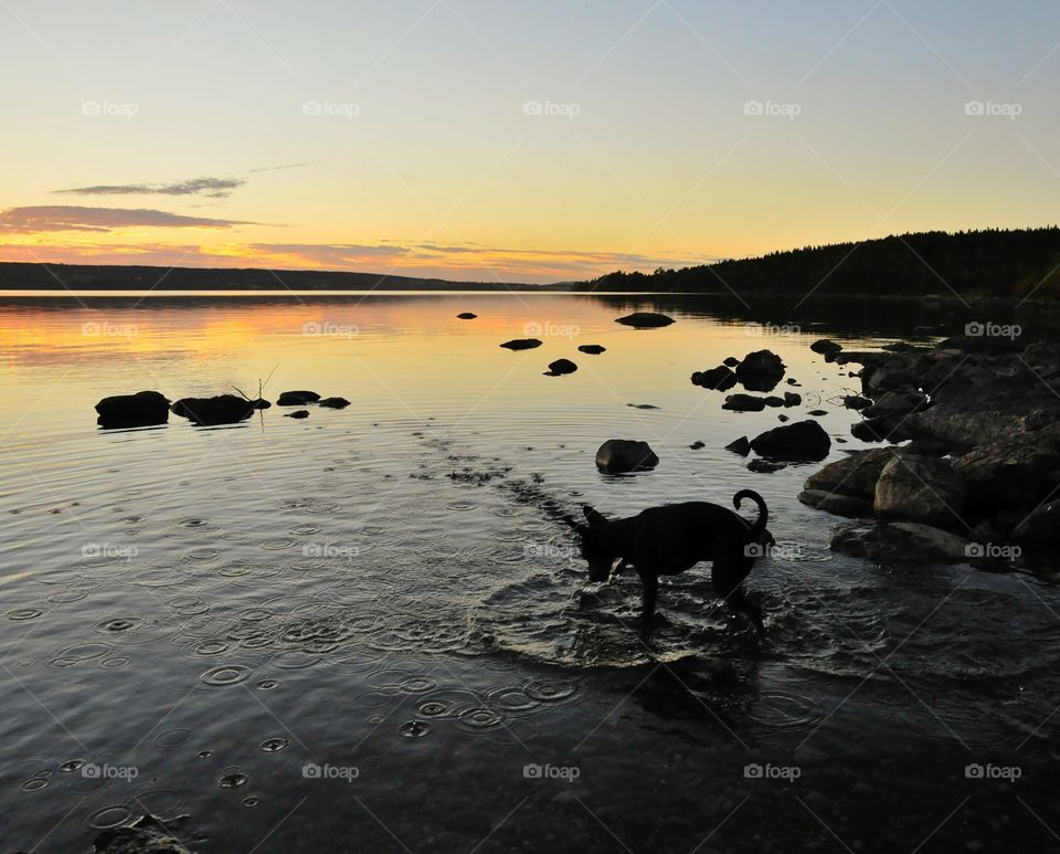 Miniature pinscher playing in water.