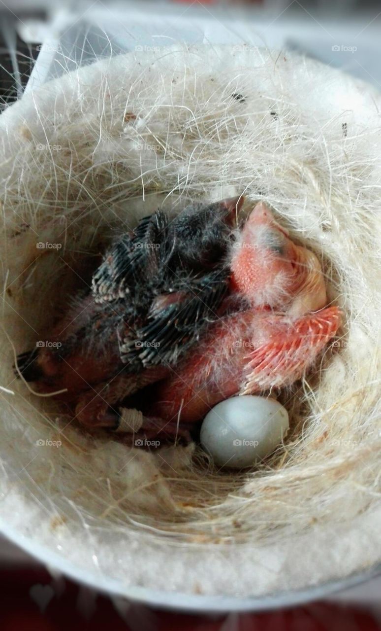 little birds.  canarios