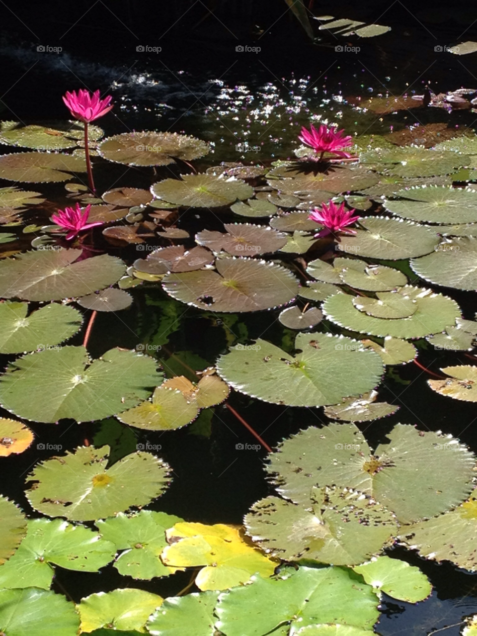 bo phut resort and spa. koh samui water lilies koh samui busy frog pond by beadz