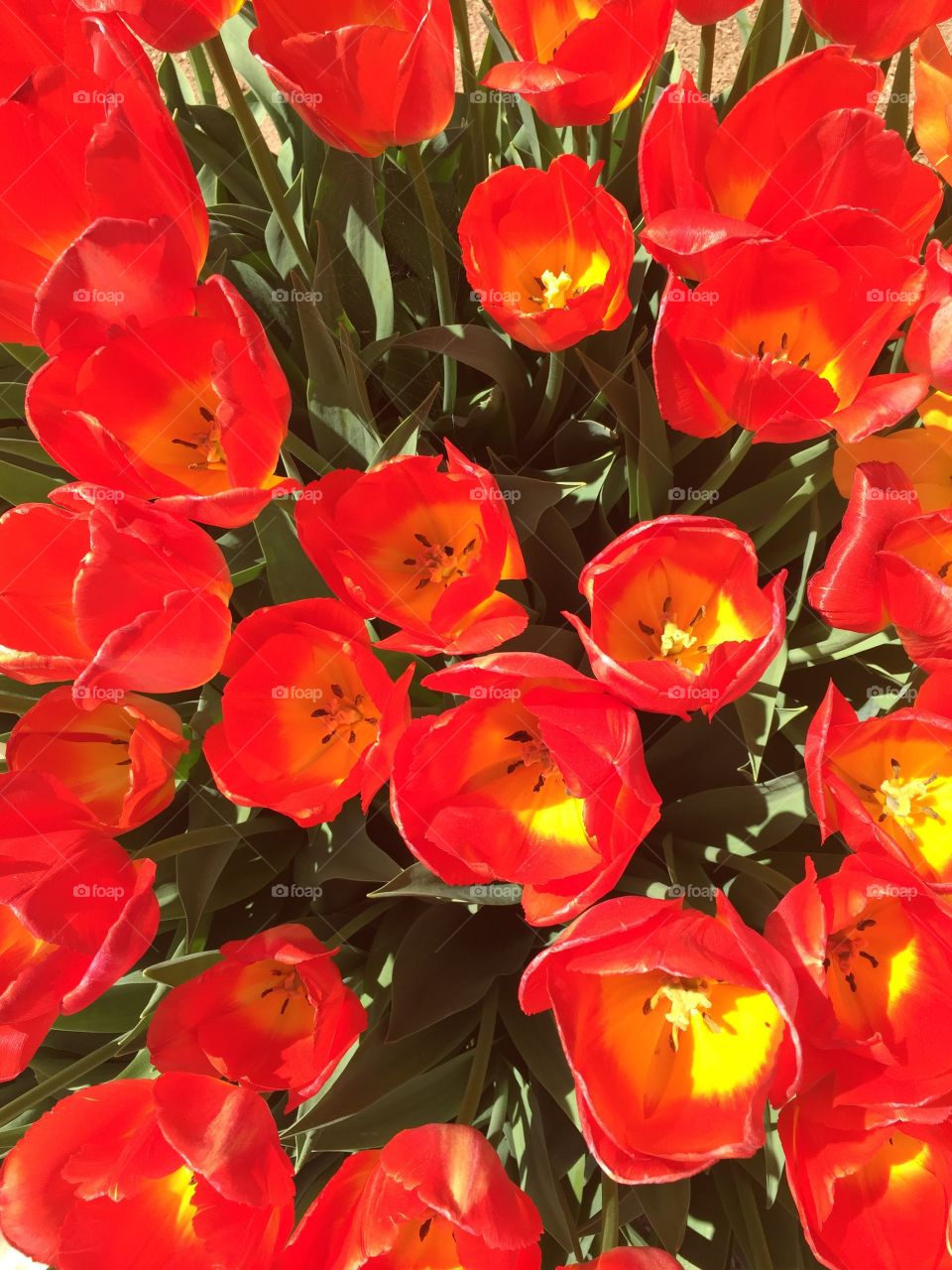 Red tulips   Spring is here. 