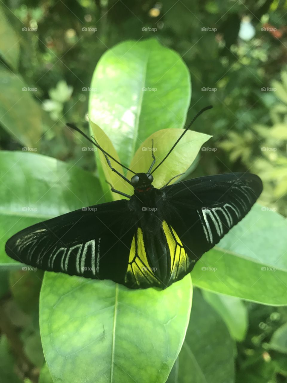 Butterfly inside Key West butterfly conservatory 