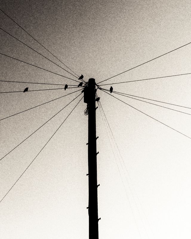 Birds