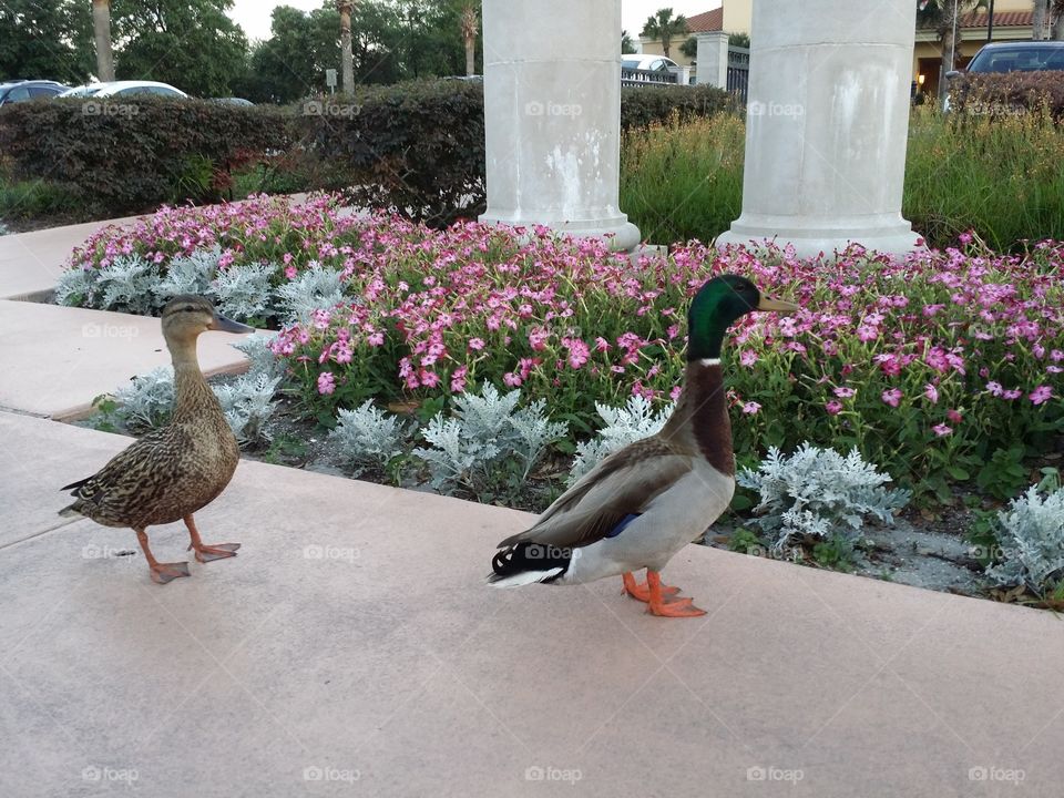 Ducks On A Walk. Took this at Cranes Roost in Altamonte Springs Florida