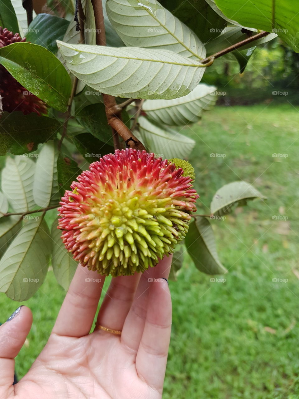 Indo-rambutan ; wild fruite rare in Thailand.