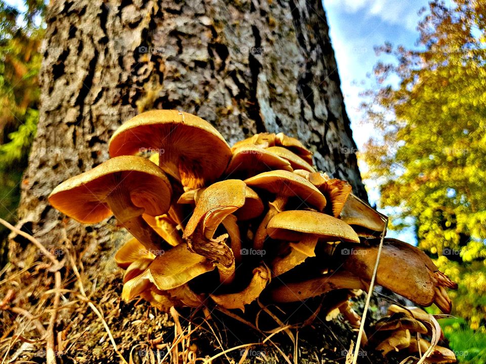 mushrooms