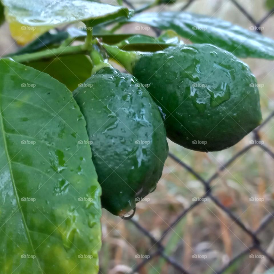 green lemon fruit.