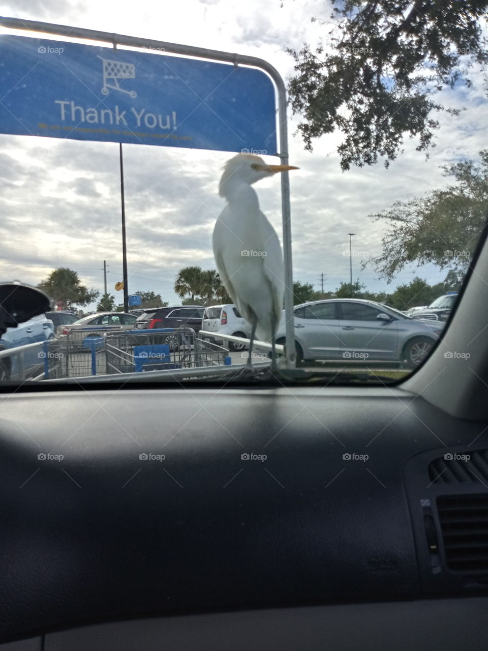 a white exotic bird that has landed on a car in the walmart parking lot