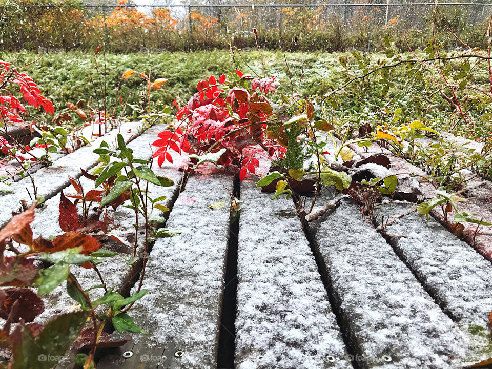 Frosty autumn morning 