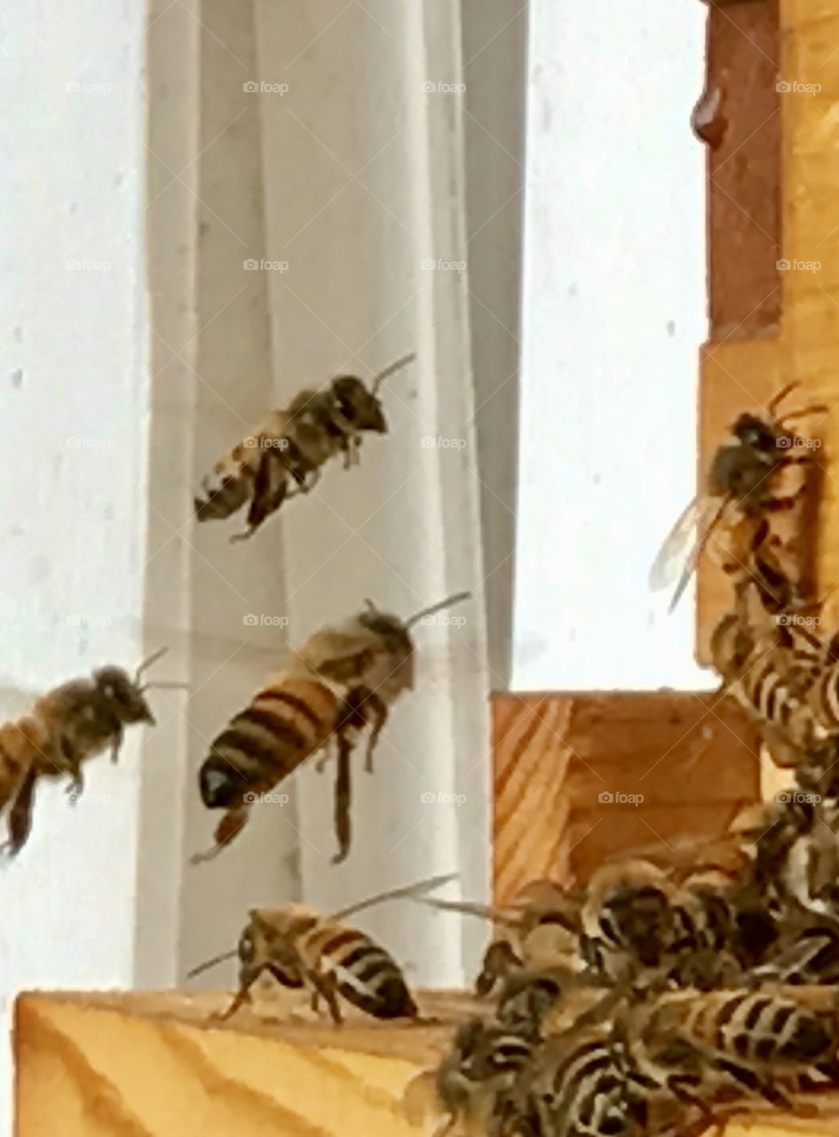 Flight of the Honeybees 