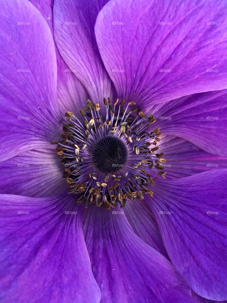 Anemone closeup