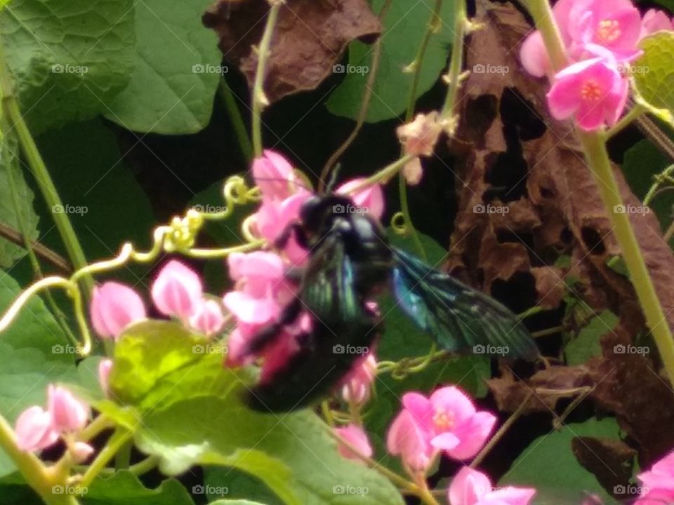Black Bee