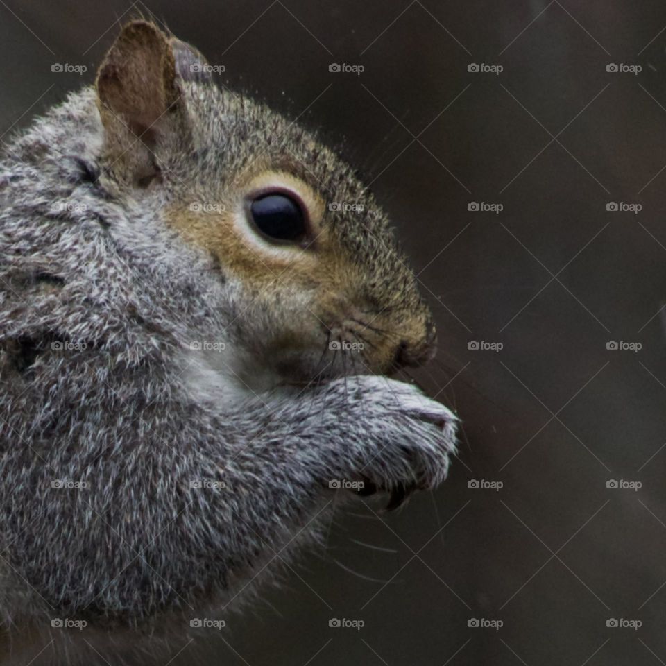 Eastern Grey Squirrel enjoying a snack