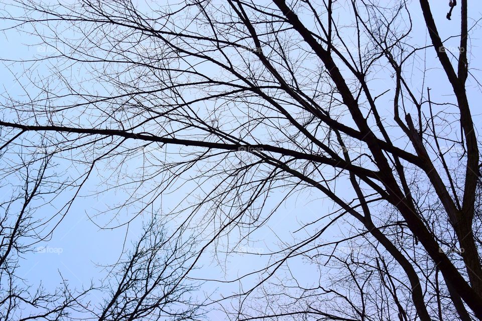 Silhouetted branches against a cool sky