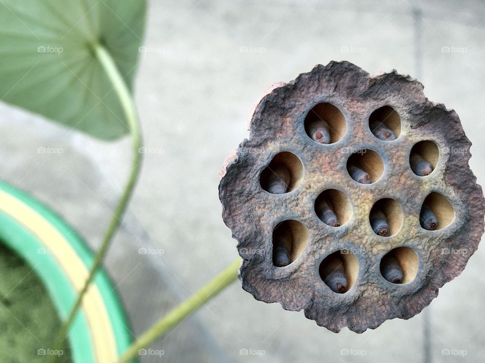 Lotus seeds