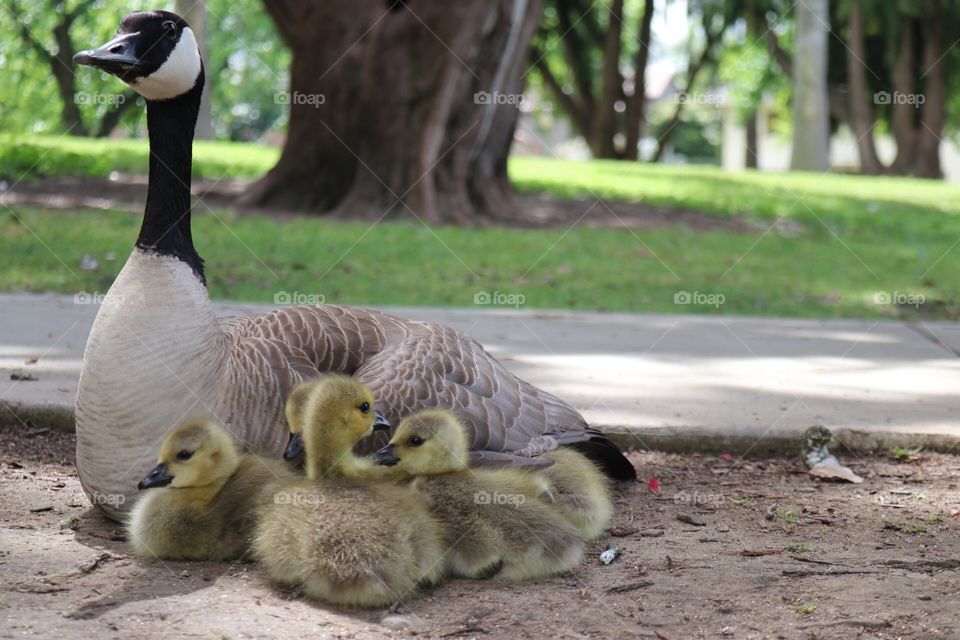 Mother goose with babies in park