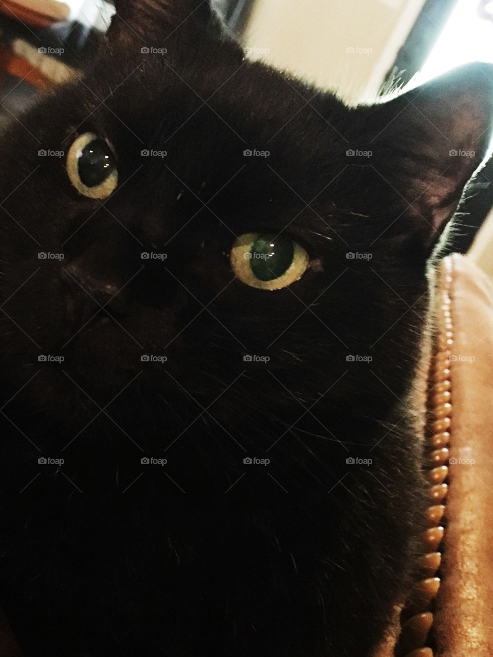 Black cat. Cat face photo. 