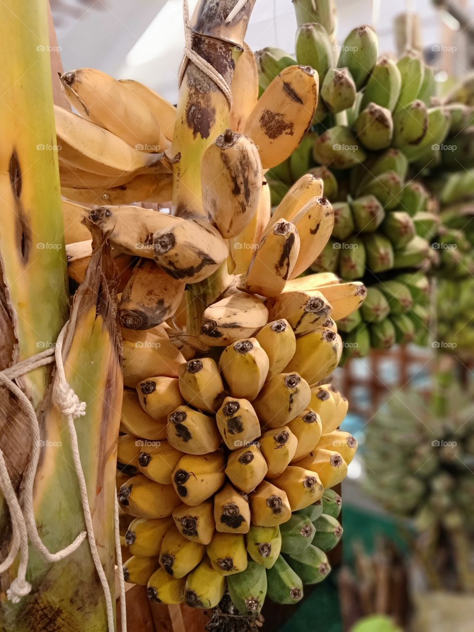 Bananas