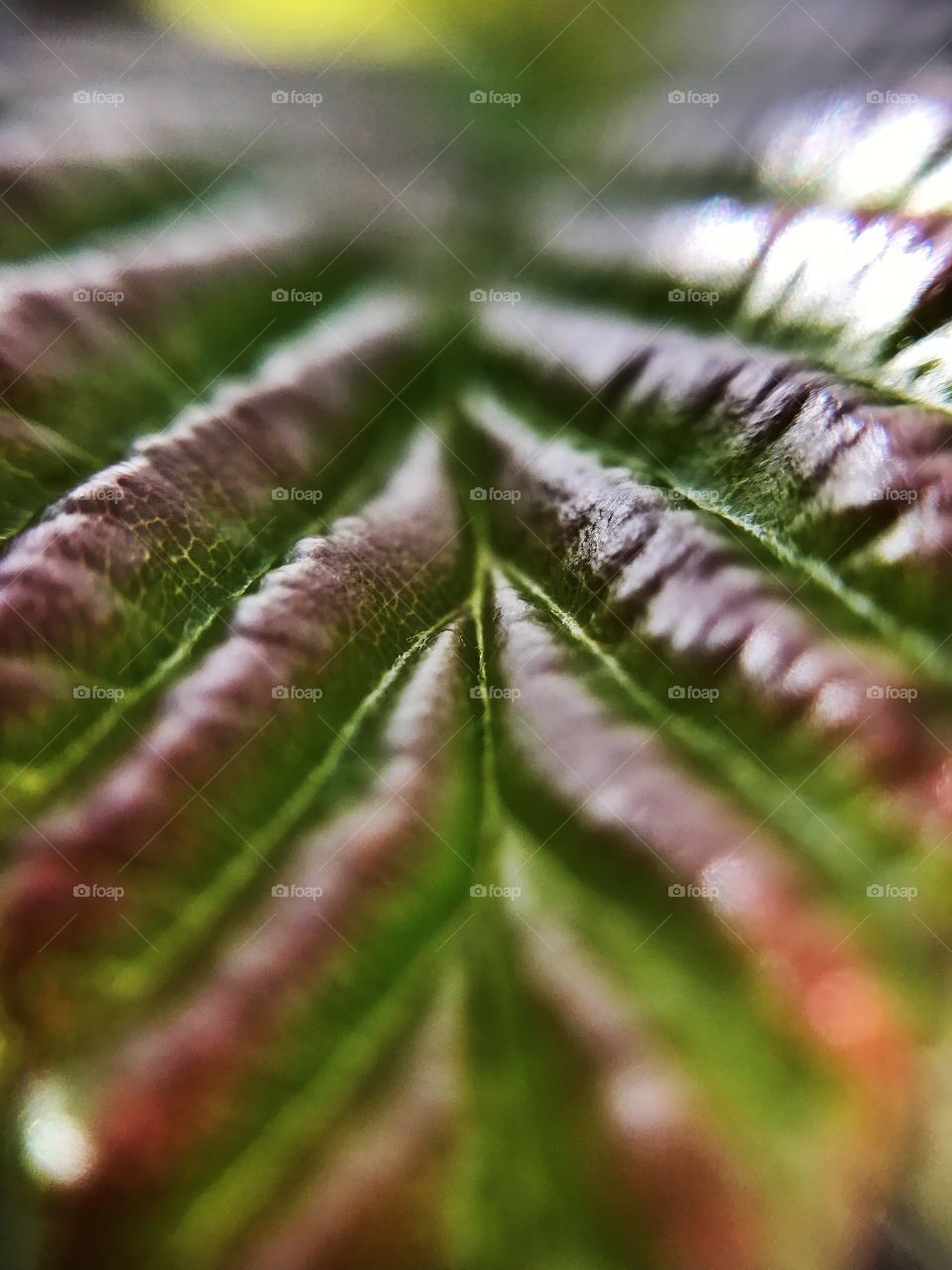 Macro 