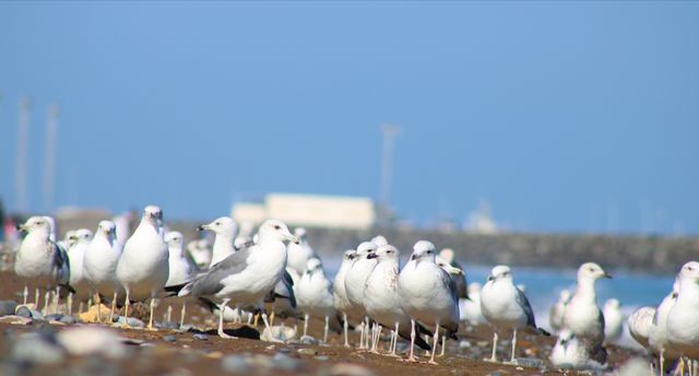 Birds