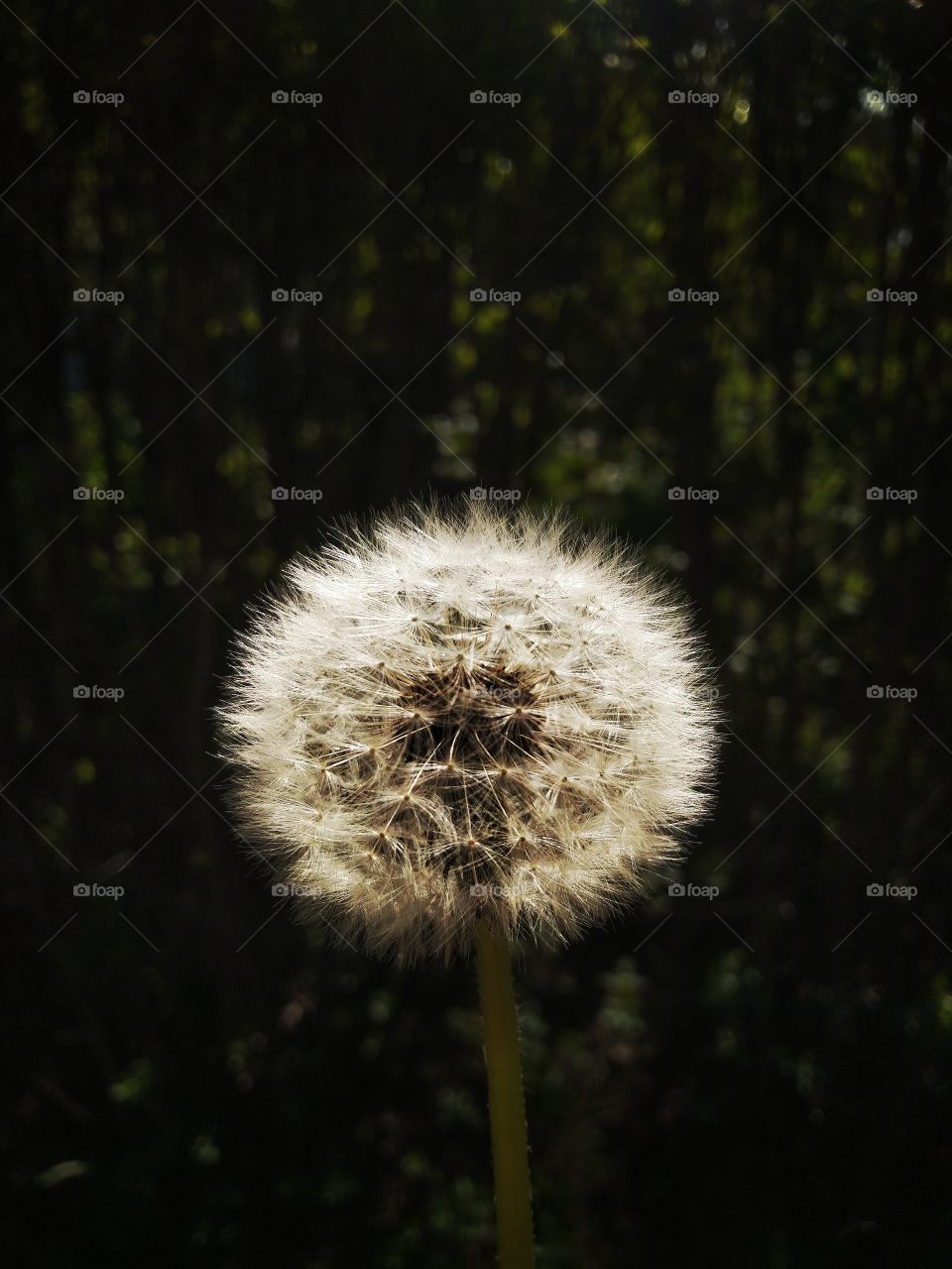 dandelion plant atmospheric shadow