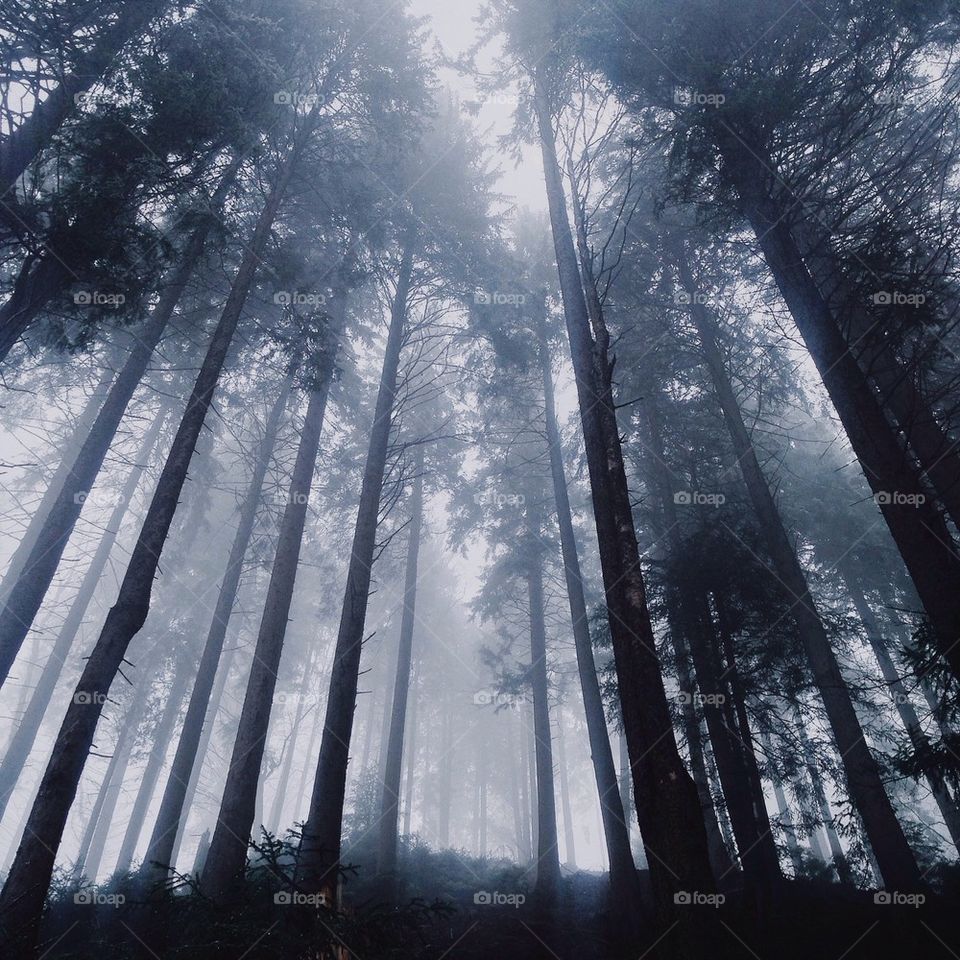 Beautiful foggy forest in Ukraine