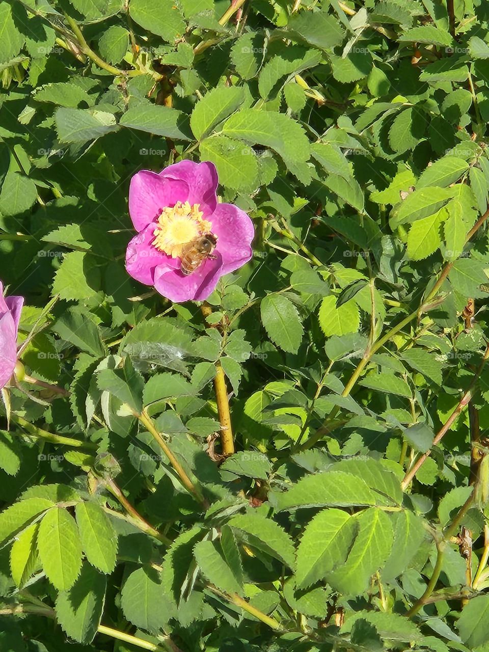 bust bee on pink flower in Oregon wetlands