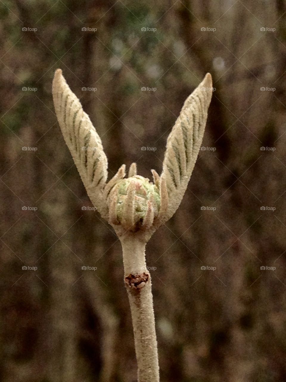 The miracle of nature