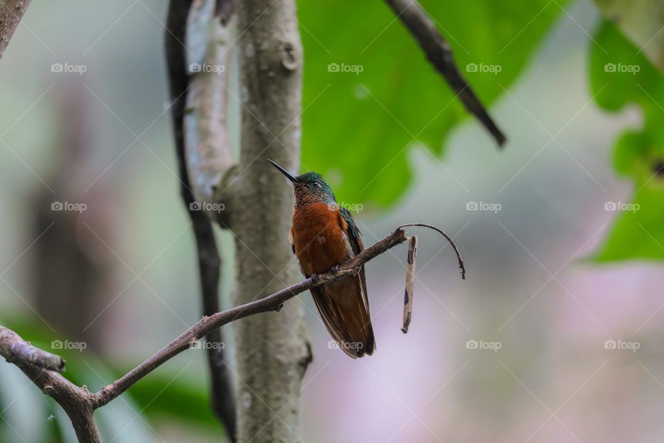 Hummingbird in a tree 