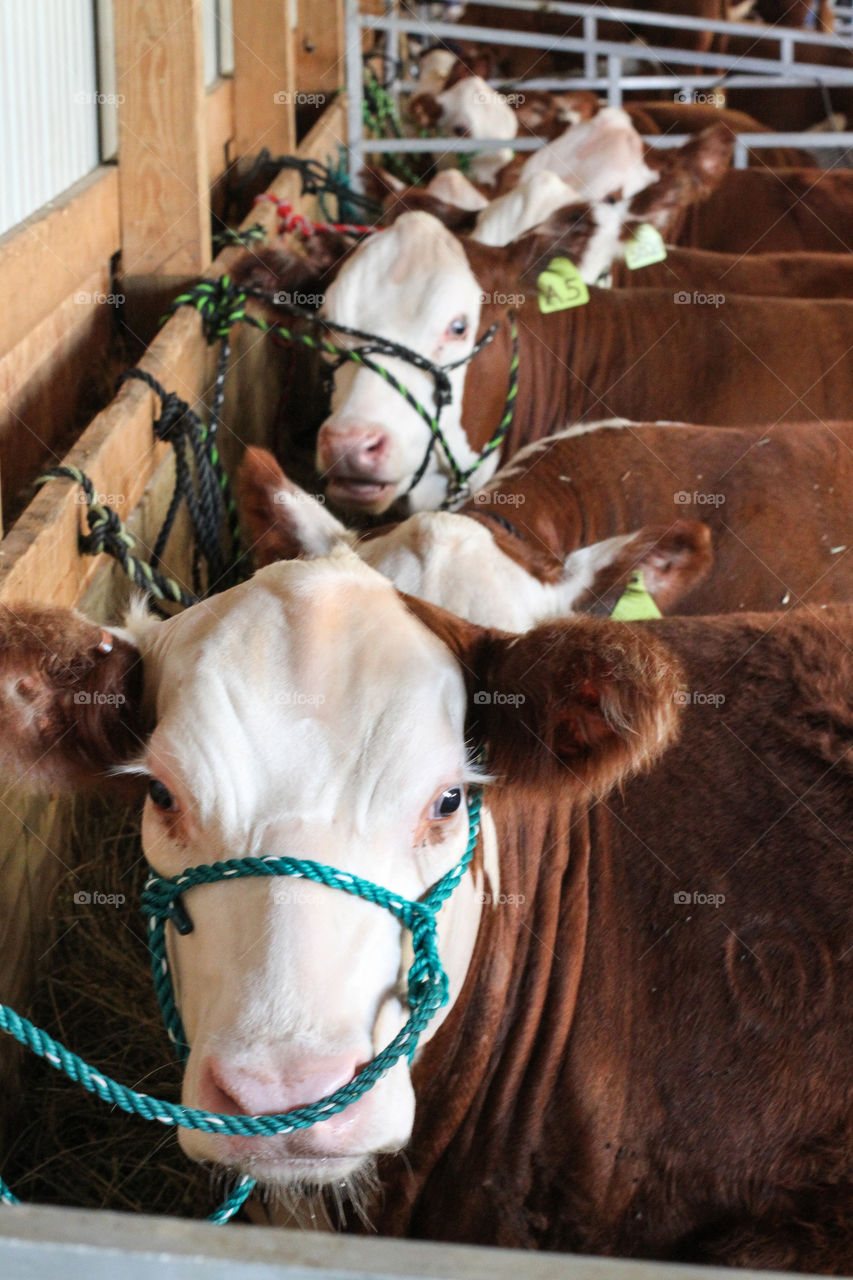 Cows at the county fair 