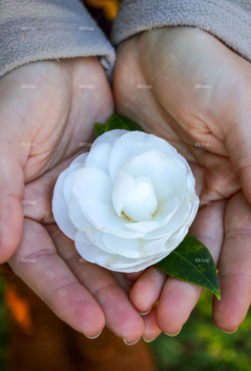 Hands holding a Japanese camillia rose