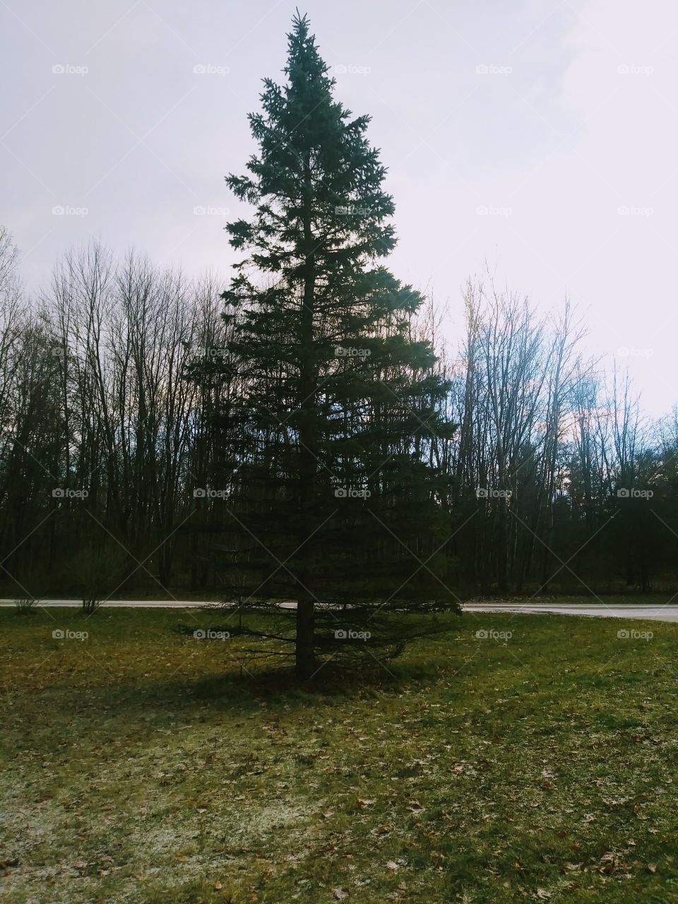 Huge pine tree