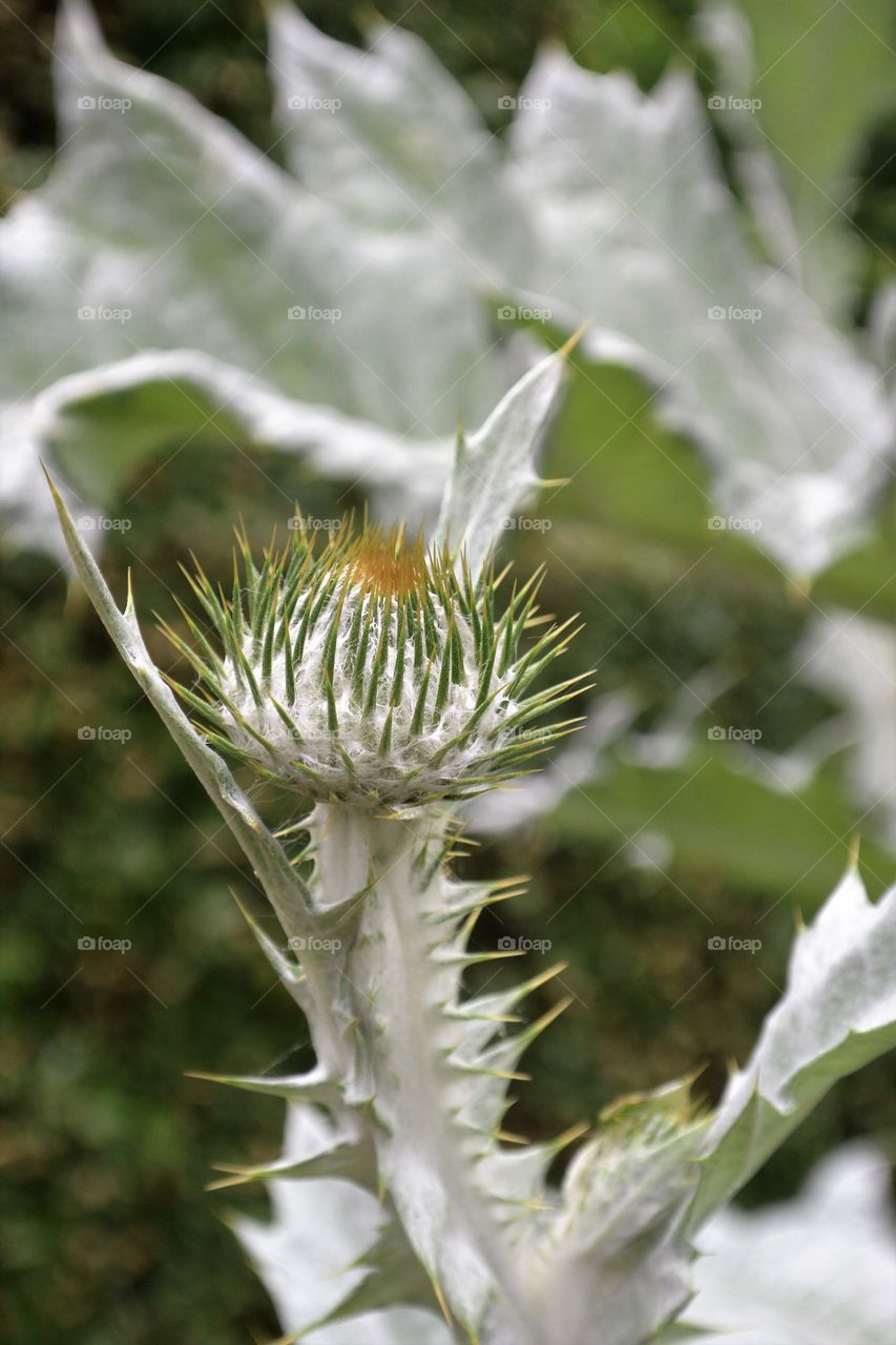 A plant  starting to show their flowers. 