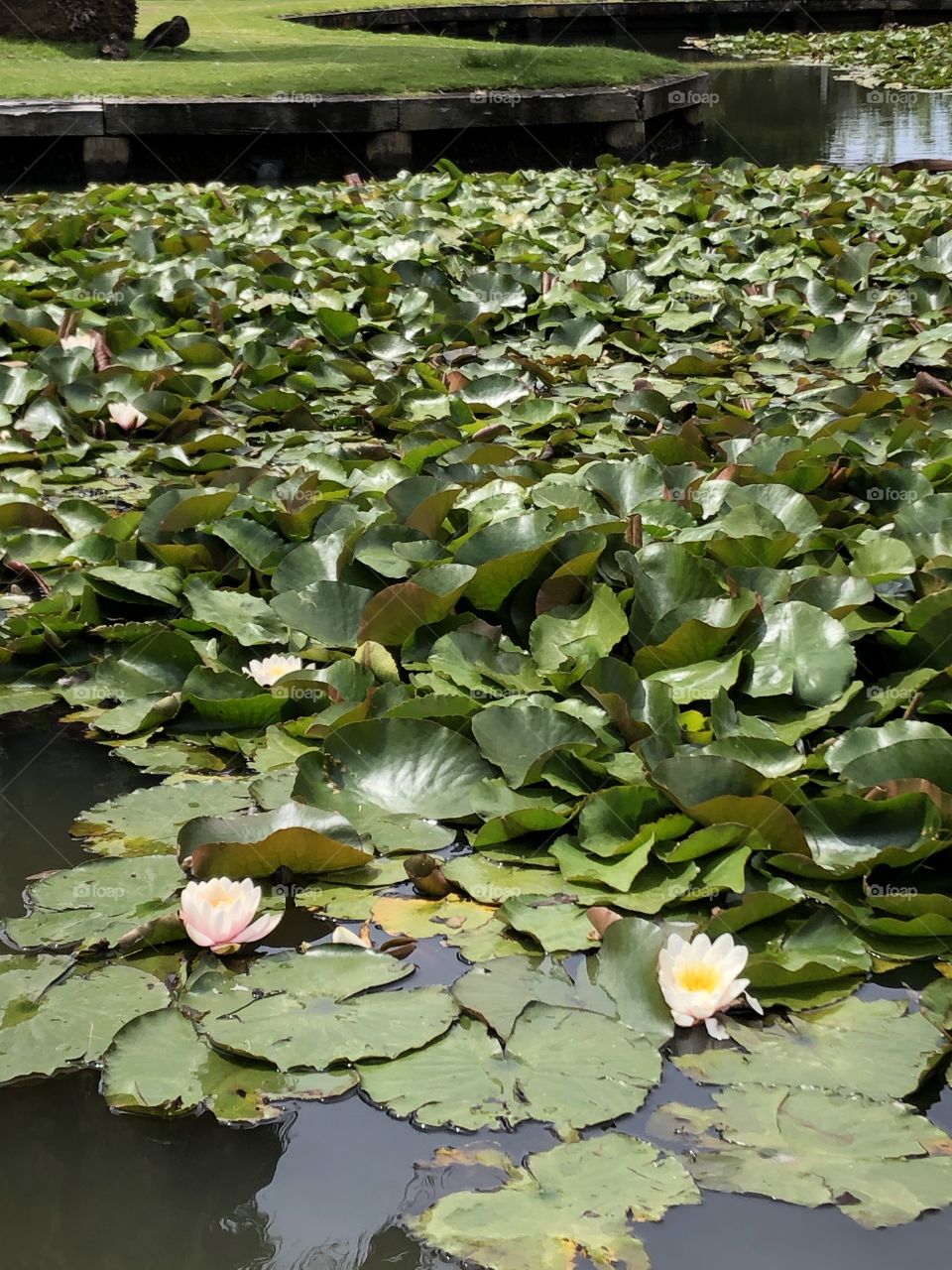 Lotuses on the pond 