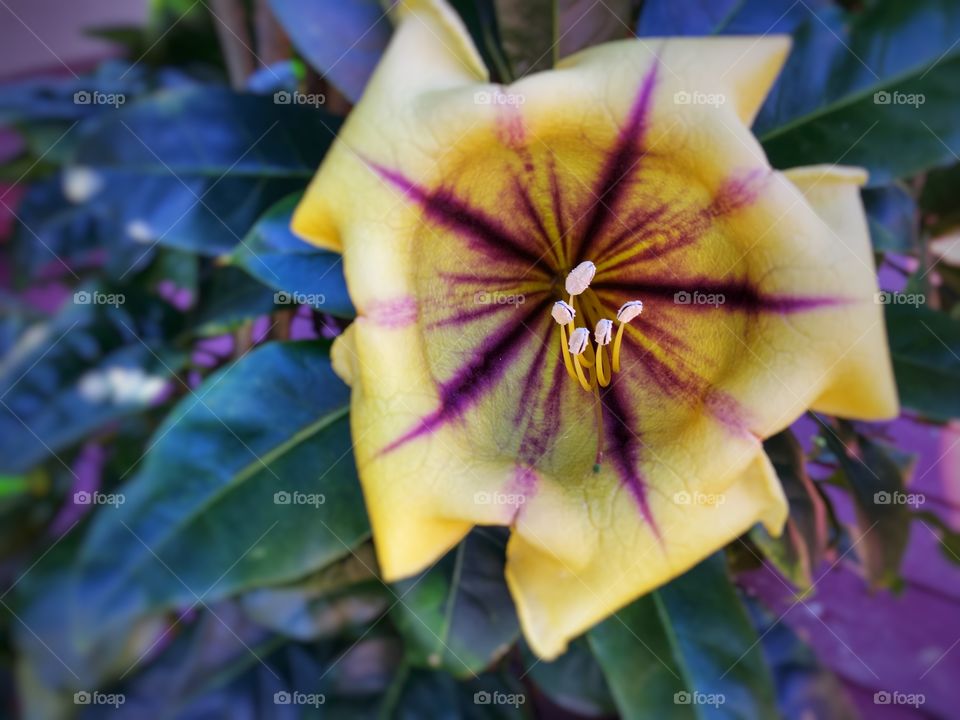 Stunning Golden Cup Flowers 