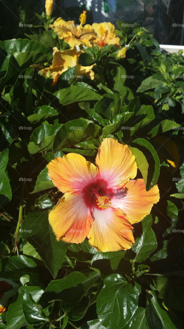 Hybiscus orange flower