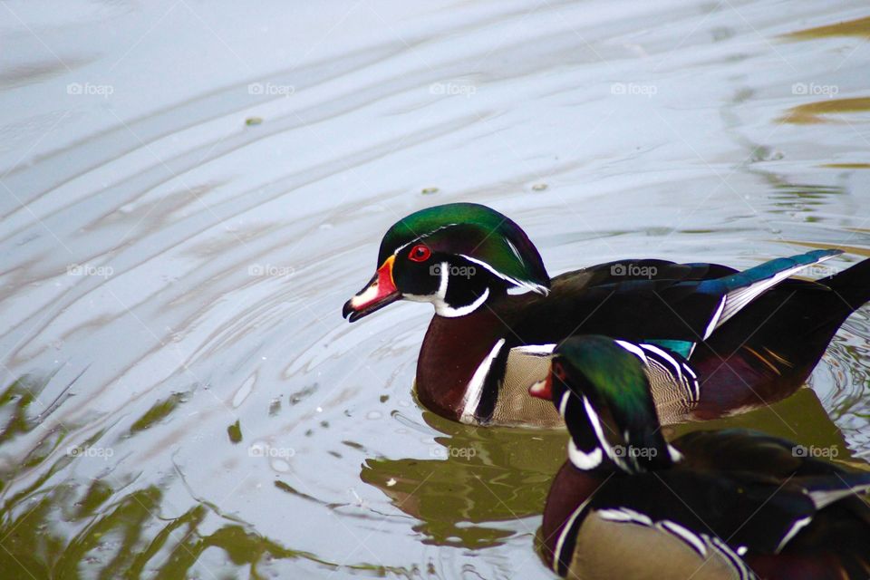 The Wood Duck