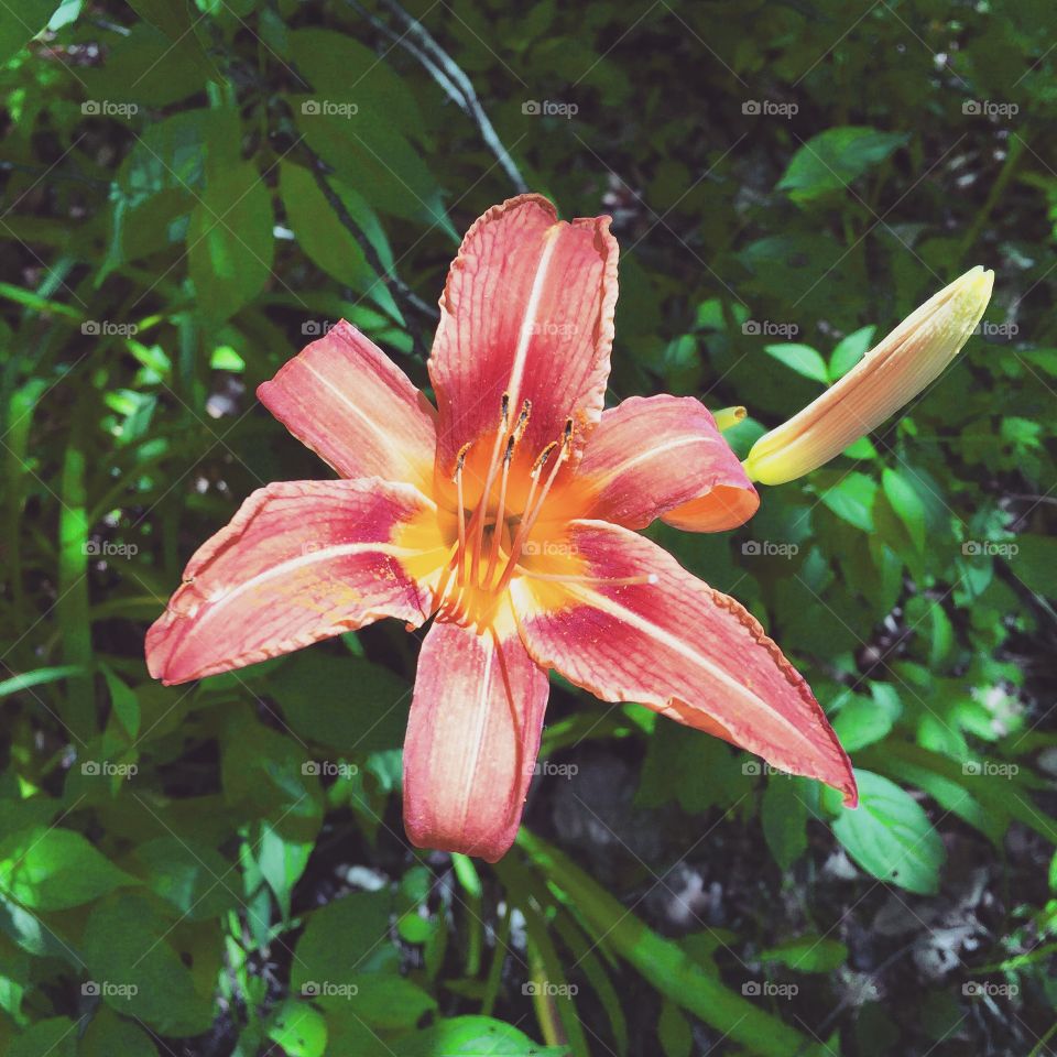 Wild lily, Treman State Park, Ithaca, NY. 