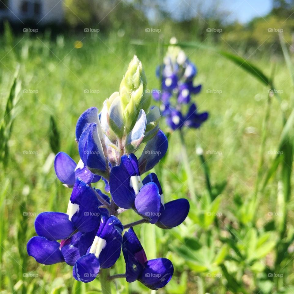 Texas Bluebonnets