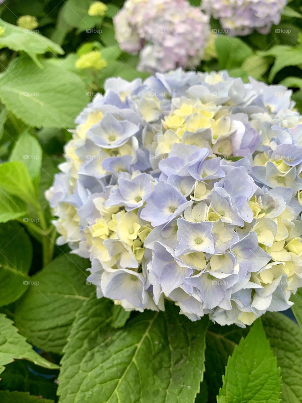 Hydrangea flower head and leaves