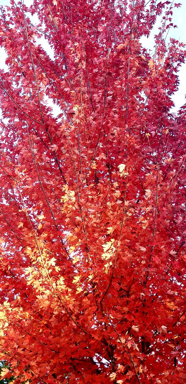 Fiery autumn reds
